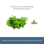 Eclectic Herb Holy Basil vegetarian supplement facts panel