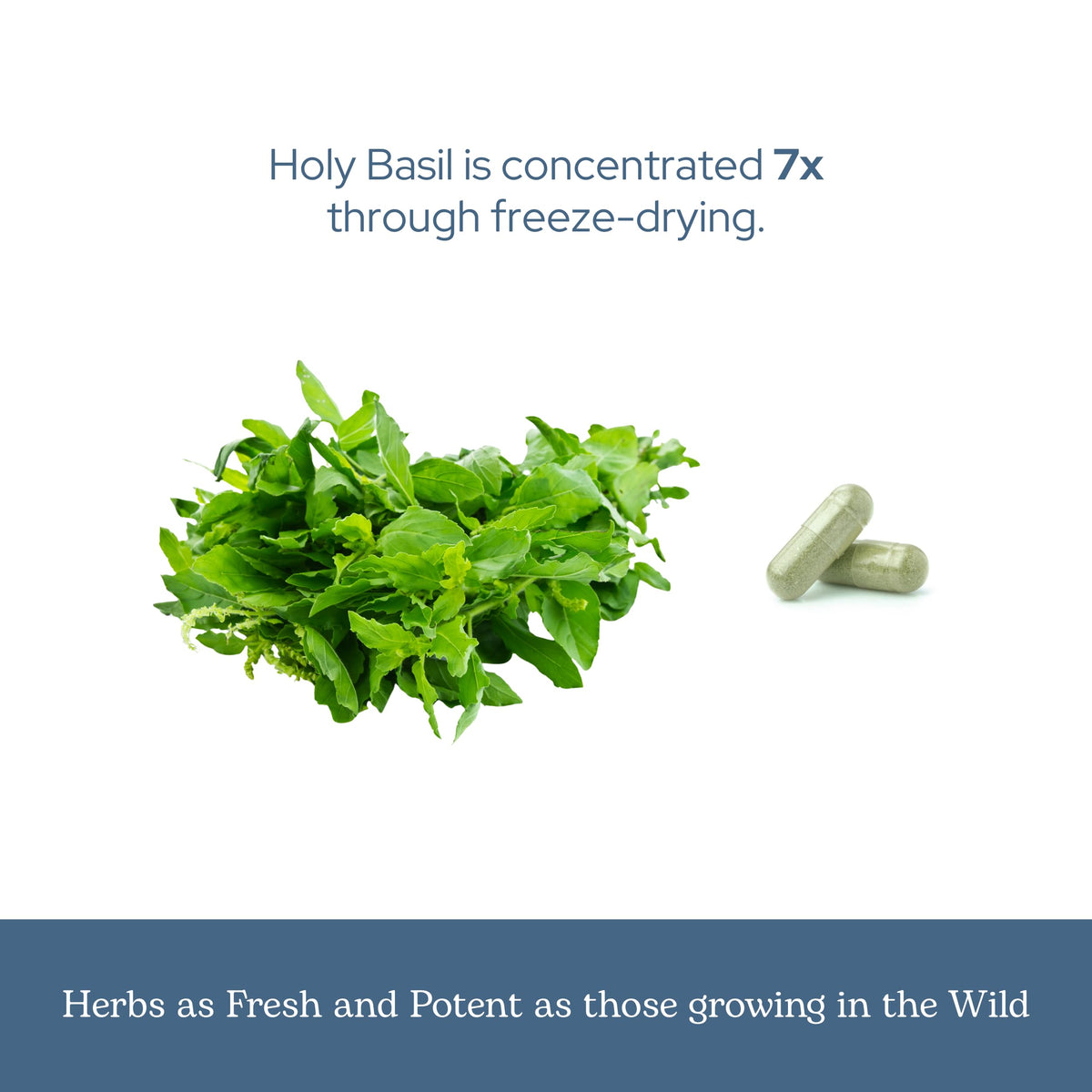 Eclectic Herb Holy Basil vegetarian supplement facts panel