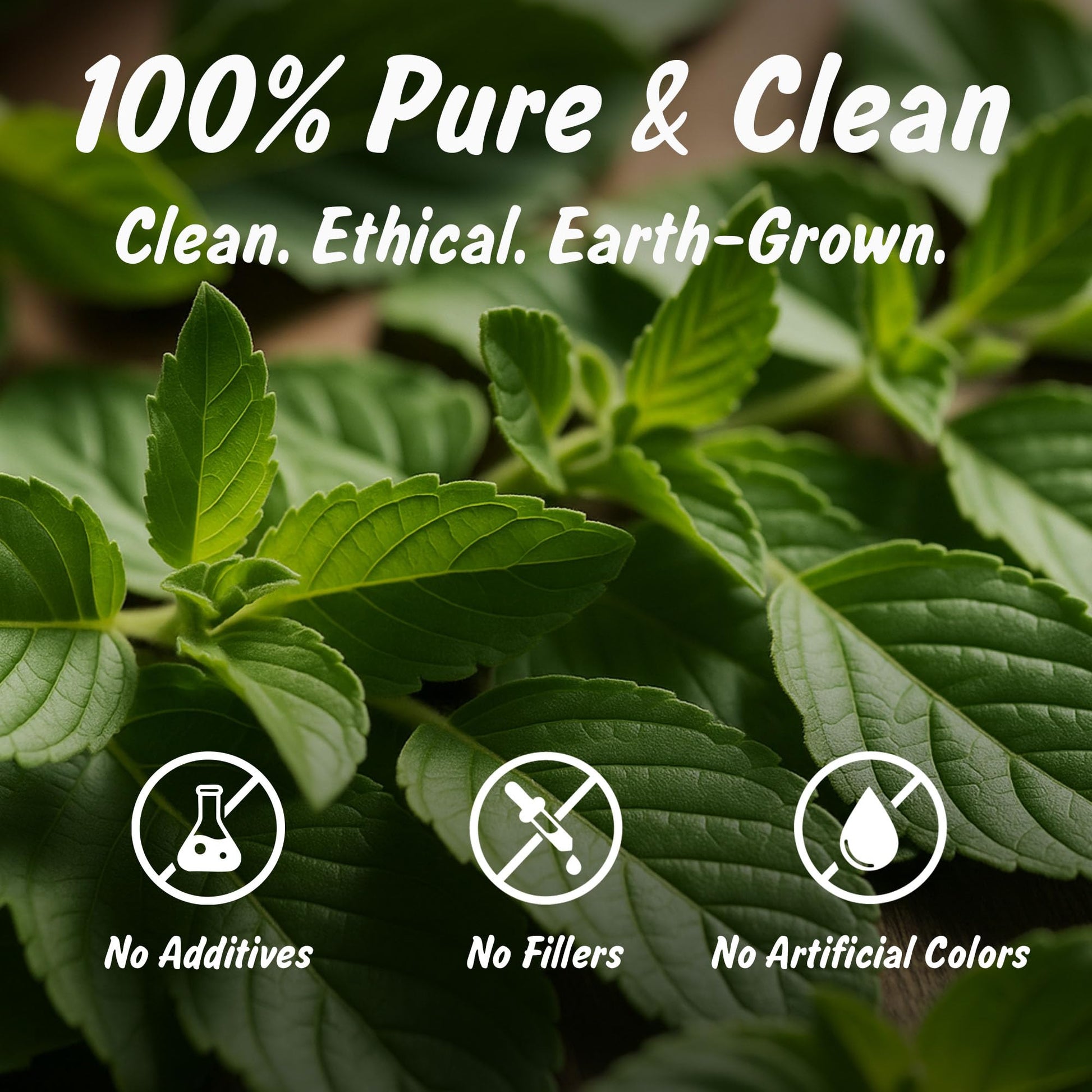 A warm cup of herbal infusion made from authentic Indian tulsi leaves