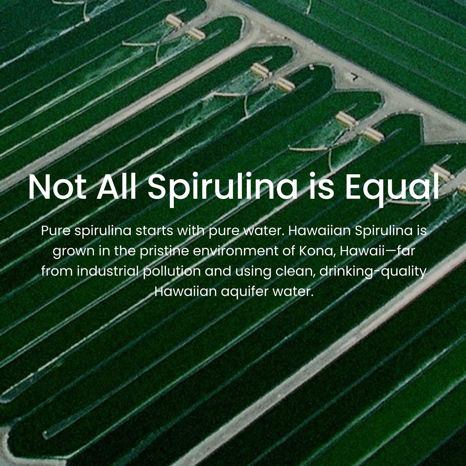 Authentic imported American packaging of the sixteen ounce spirulina dietary supplement.