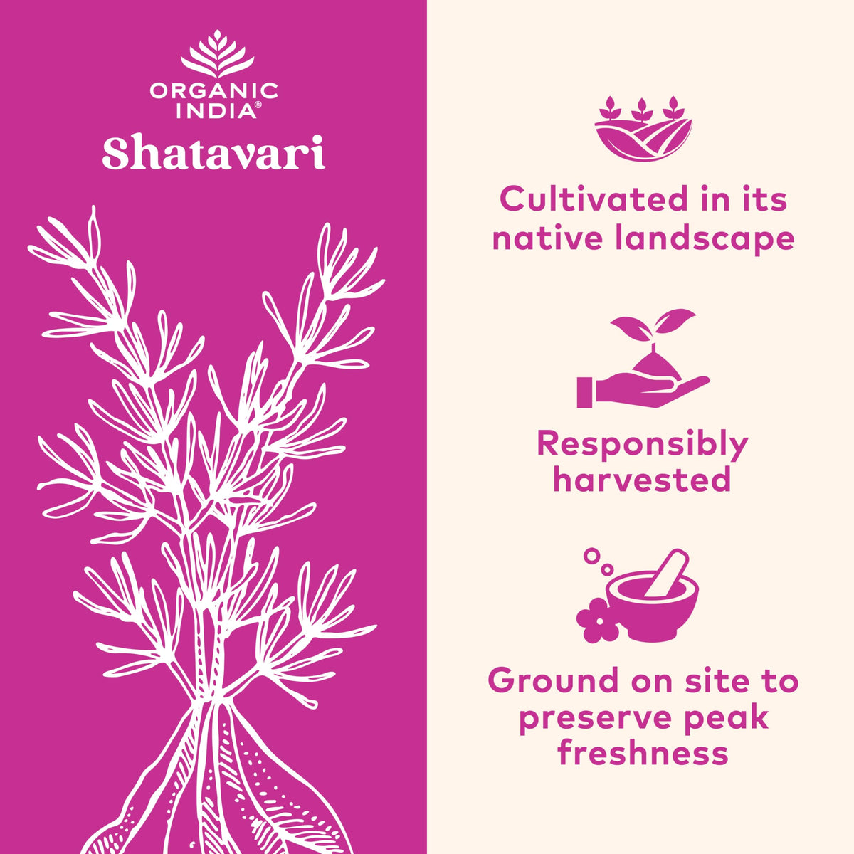 Authentic Organic India Shatavari capsules bottle side view