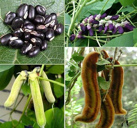 Organic Mucuna Pruriens velvet bean capsules for mental clarity