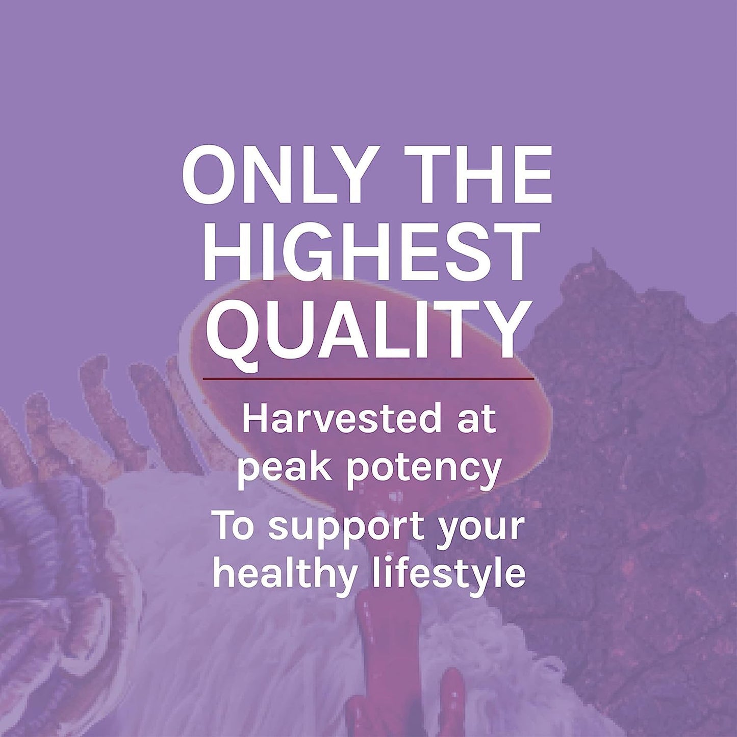 Premium imported Host Defense Lions Mane Extract product presentation