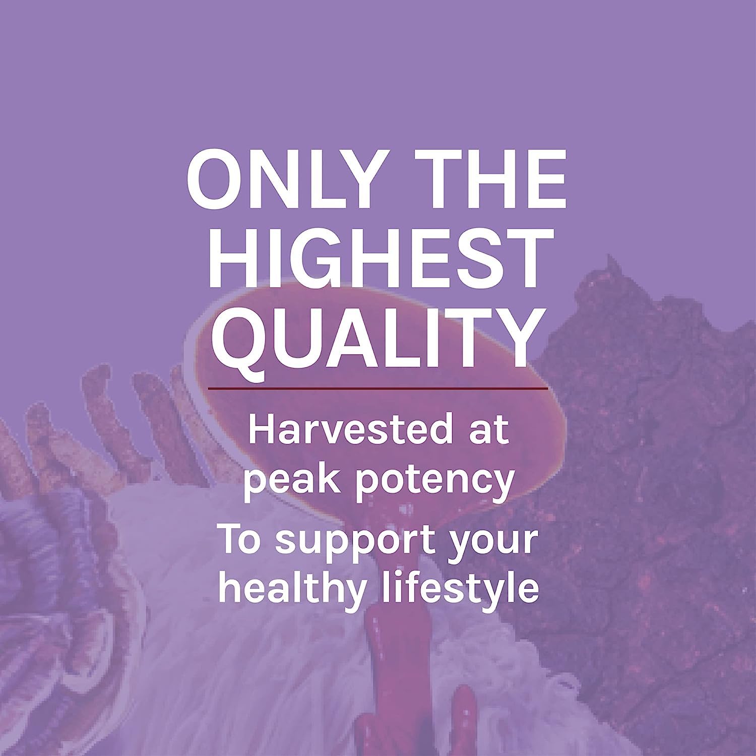 Premium imported Host Defense Lions Mane Extract product presentation