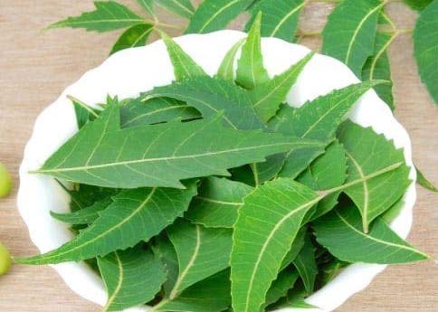 Goodluck Ganesha Fresh Organic Neem Leaves packaging and leaves