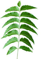 Goodluck Ganesha Fresh Organic Neem Leaves close up