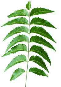 Goodluck Ganesha Fresh Organic Neem Leaves close up