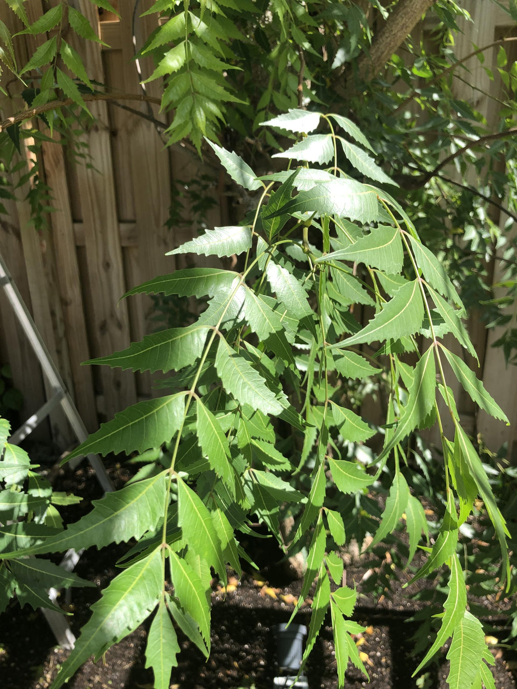 Goodluck Ganesha Fresh Organic Neem Leaves for skincare