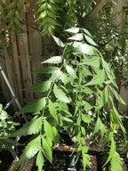 Goodluck Ganesha Fresh Organic Neem Leaves for skincare
