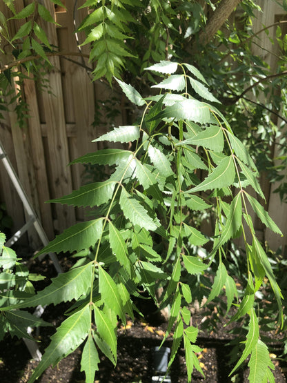 Goodluck Ganesha Fresh Organic Neem Leaves for skincare