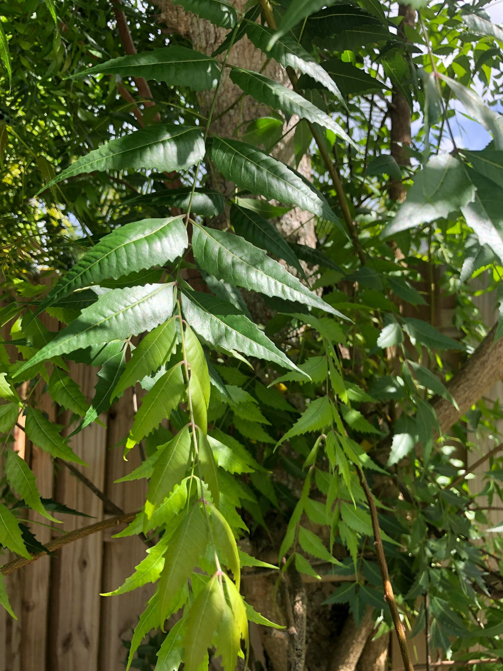 Goodluck Ganesha Fresh Organic Neem Leaves for hair care