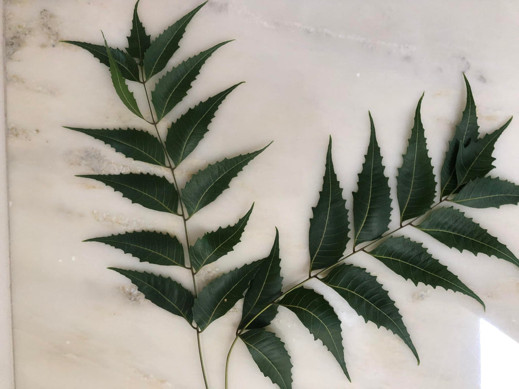 Goodluck Ganesha Fresh Organic Neem Leaves herbal tea preparation