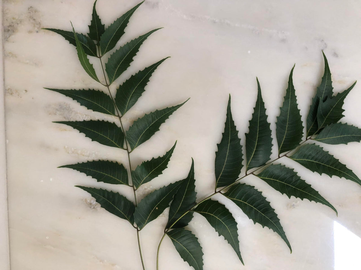 Goodluck Ganesha Fresh Organic Neem Leaves herbal tea preparation
