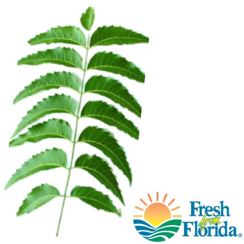 Goodluck Ganesha Fresh Neem Margosa leaves in package