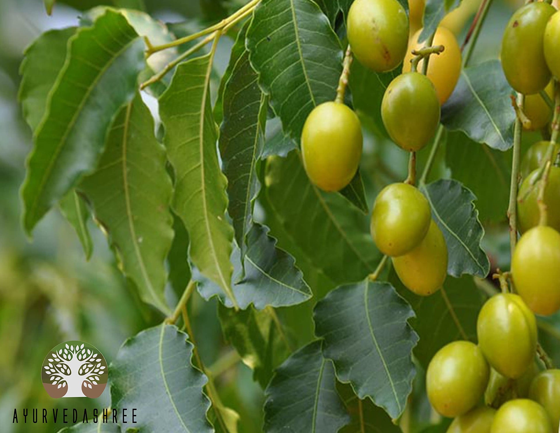 Ayurvedashree Pure Neem Leaf Powder application on hair for scalp health
