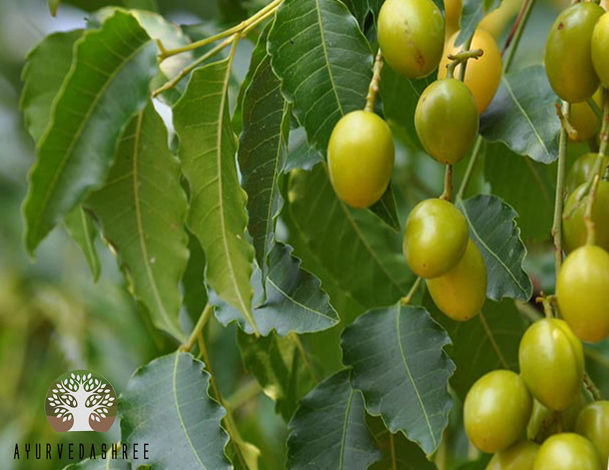 Ayurvedashree Pure Neem Leaf Powder application on hair for scalp health