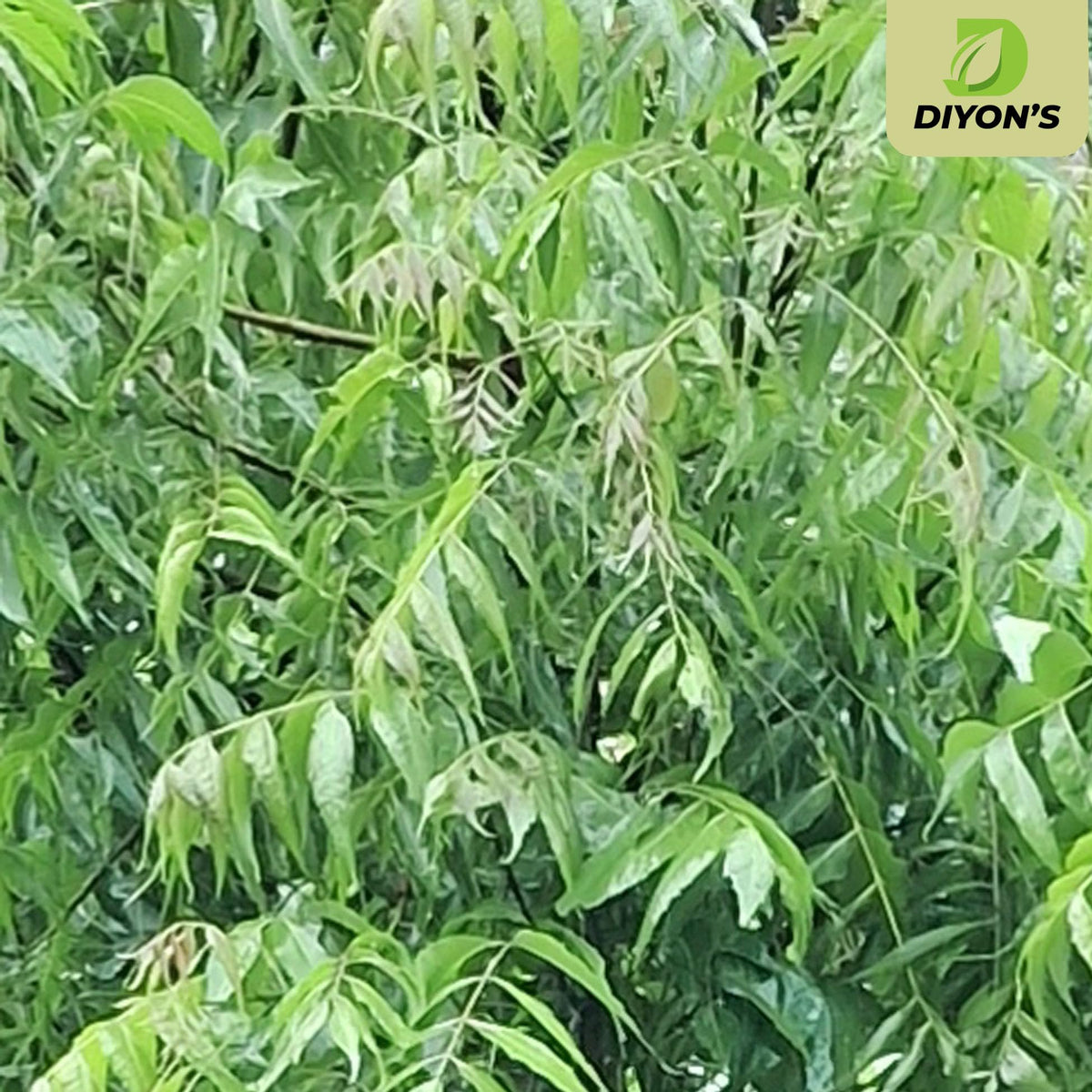 Authentic Dried Neem Leaves Ayurveda Skincare Remedy