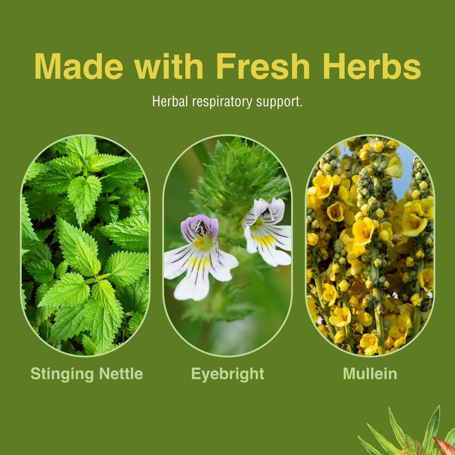 Authentic imported Herbs Etc Allertonic bottle packaging