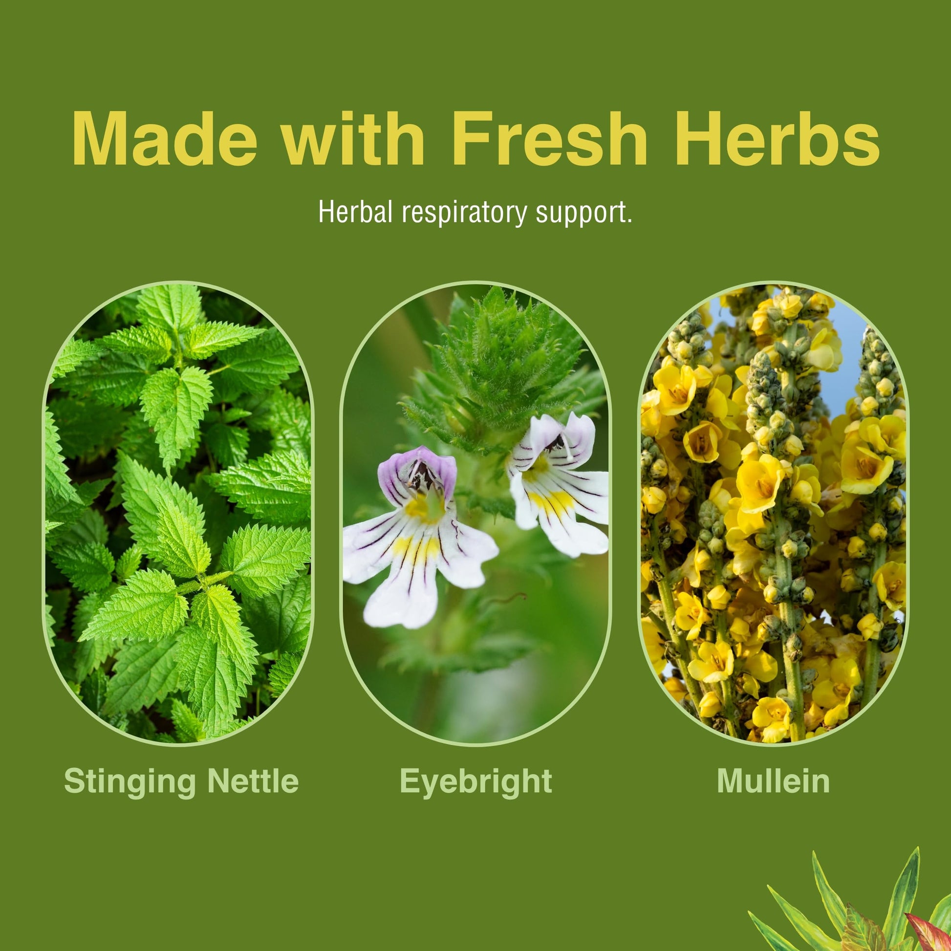 Authentic imported Herbs Etc Allertonic bottle packaging