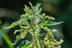 Nutrient dense green and brown stinging nettle seeds inside a resealable freshness pouch.