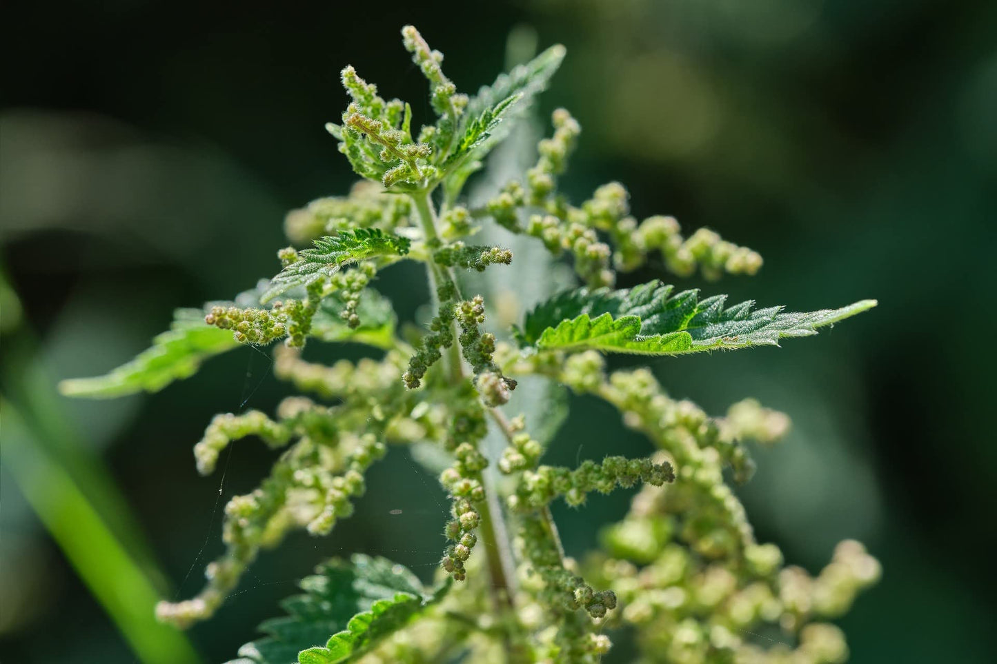 Nutrient dense green and brown stinging nettle seeds inside a resealable freshness pouch.