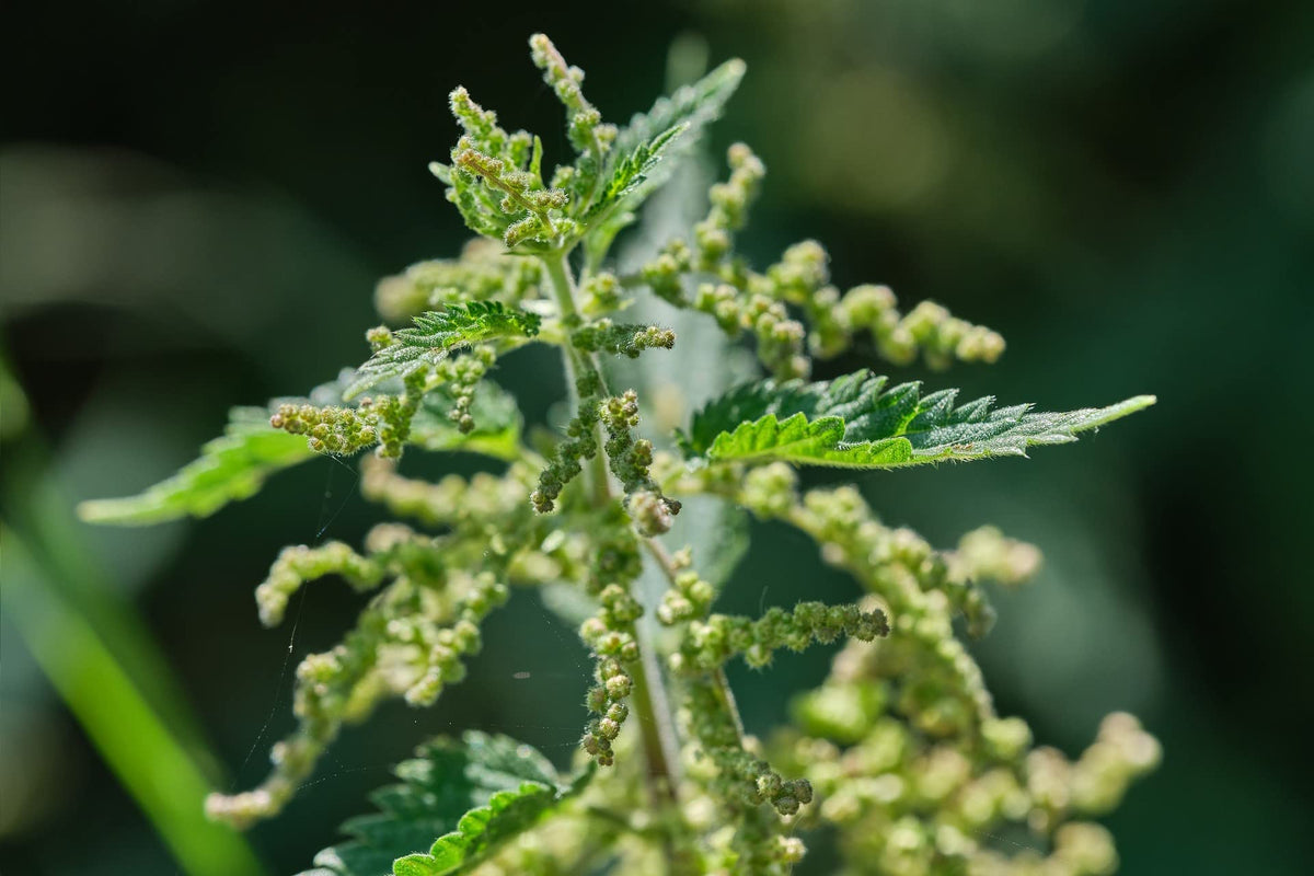Nutrient dense green and brown stinging nettle seeds inside a resealable freshness pouch.