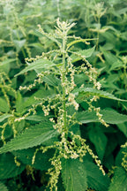 Close up view of raw vegan plant protein seeds for dietary supplementation.