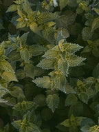 Toasted crispy nettle seeds prepared as a healthy nut free snack option.