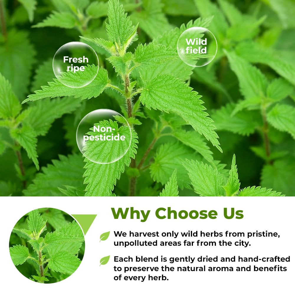 Measurement of Wildfield Herbs loose leaf nettle tea for premium herbal infusion preparation