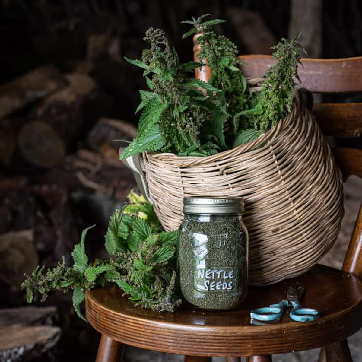 Nutrient dense green stinging nettle seed herbal powder displayed on a spoon.