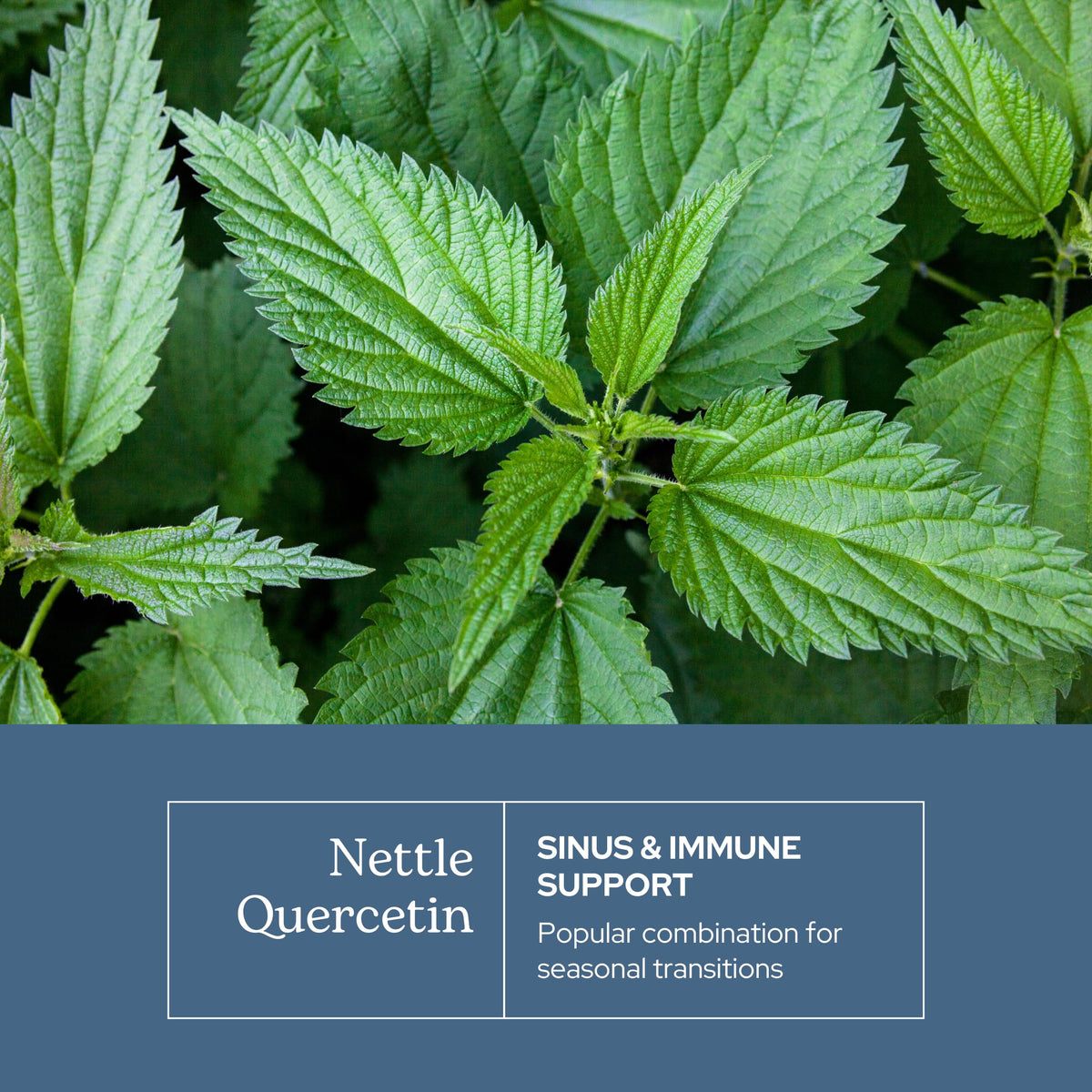 Side view of Eclectic Institute Nettle Quercetin supplement bottle
