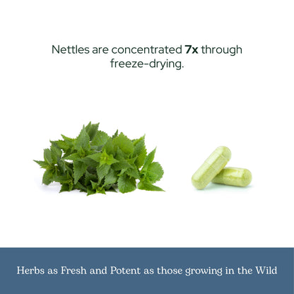 Eclectic Institute Nettle Quercetin back of bottle ingredients list