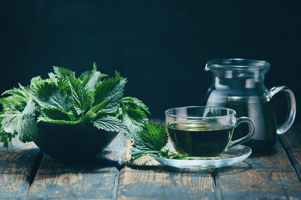 Antioxidant rich stinging nettle tea for kidney and allergy support