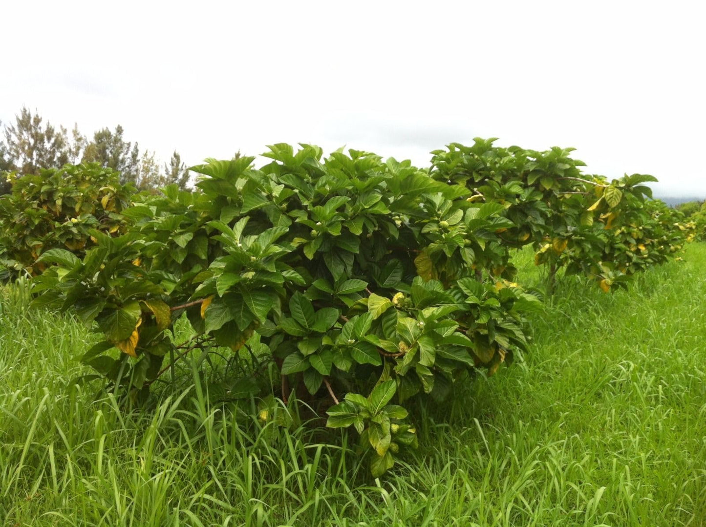 Fine texture of authentic Hawaiian noni superfood powder