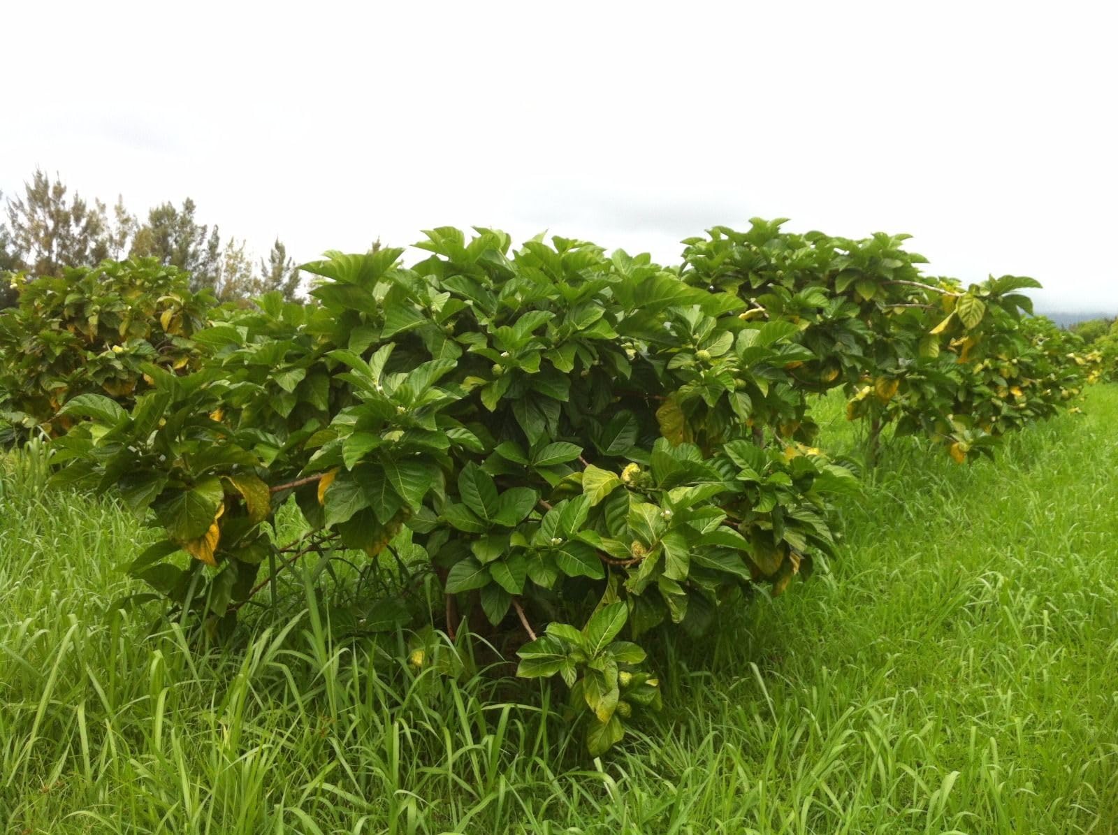 Fine texture of authentic Hawaiian noni superfood powder