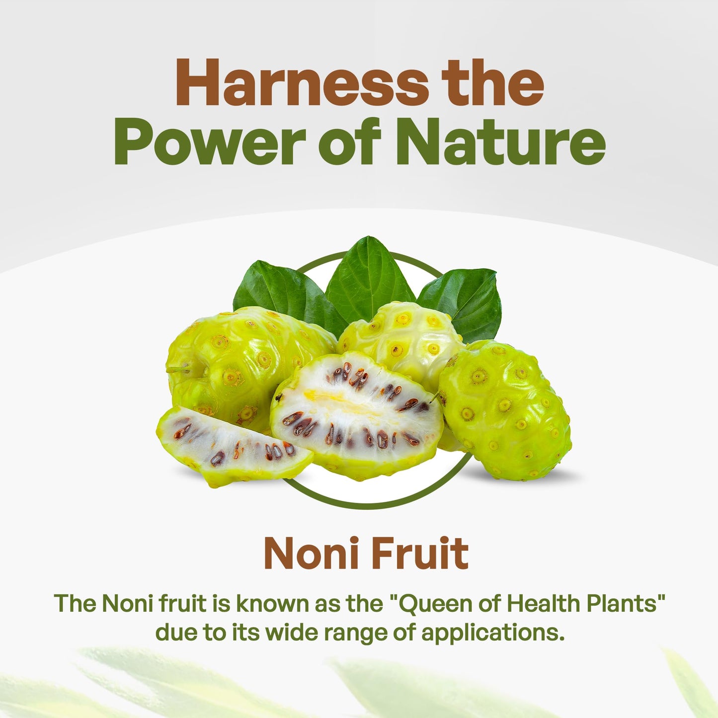 Premium noni extract powder five to one pure concentrate by Go Nutra for immune support