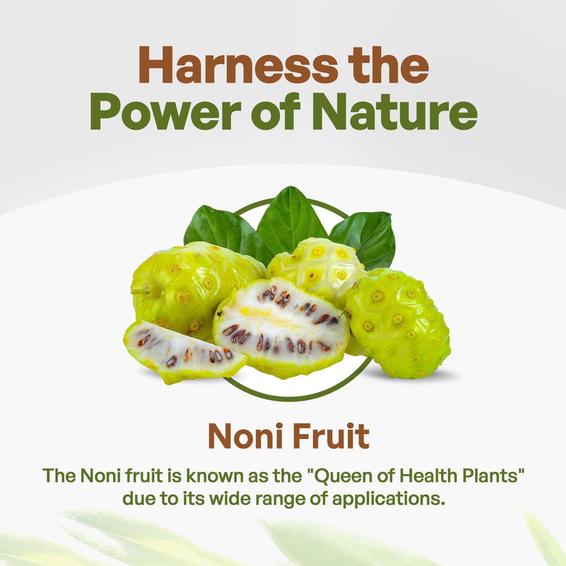Premium noni extract powder five to one pure concentrate by Go Nutra for immune support