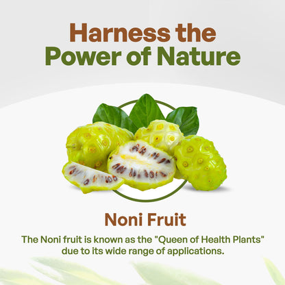 Premium noni extract powder five to one pure concentrate by Go Nutra for immune support