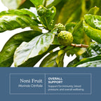 Premium non GMO vegan noni capsules for blood lipid and antioxidant support