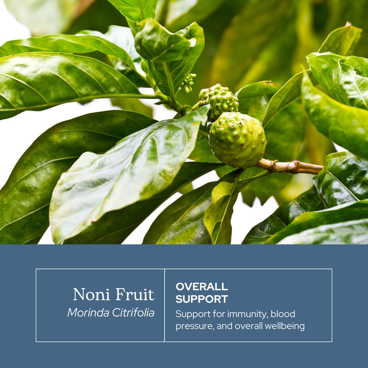 Premium non GMO vegan noni capsules for blood lipid and antioxidant support