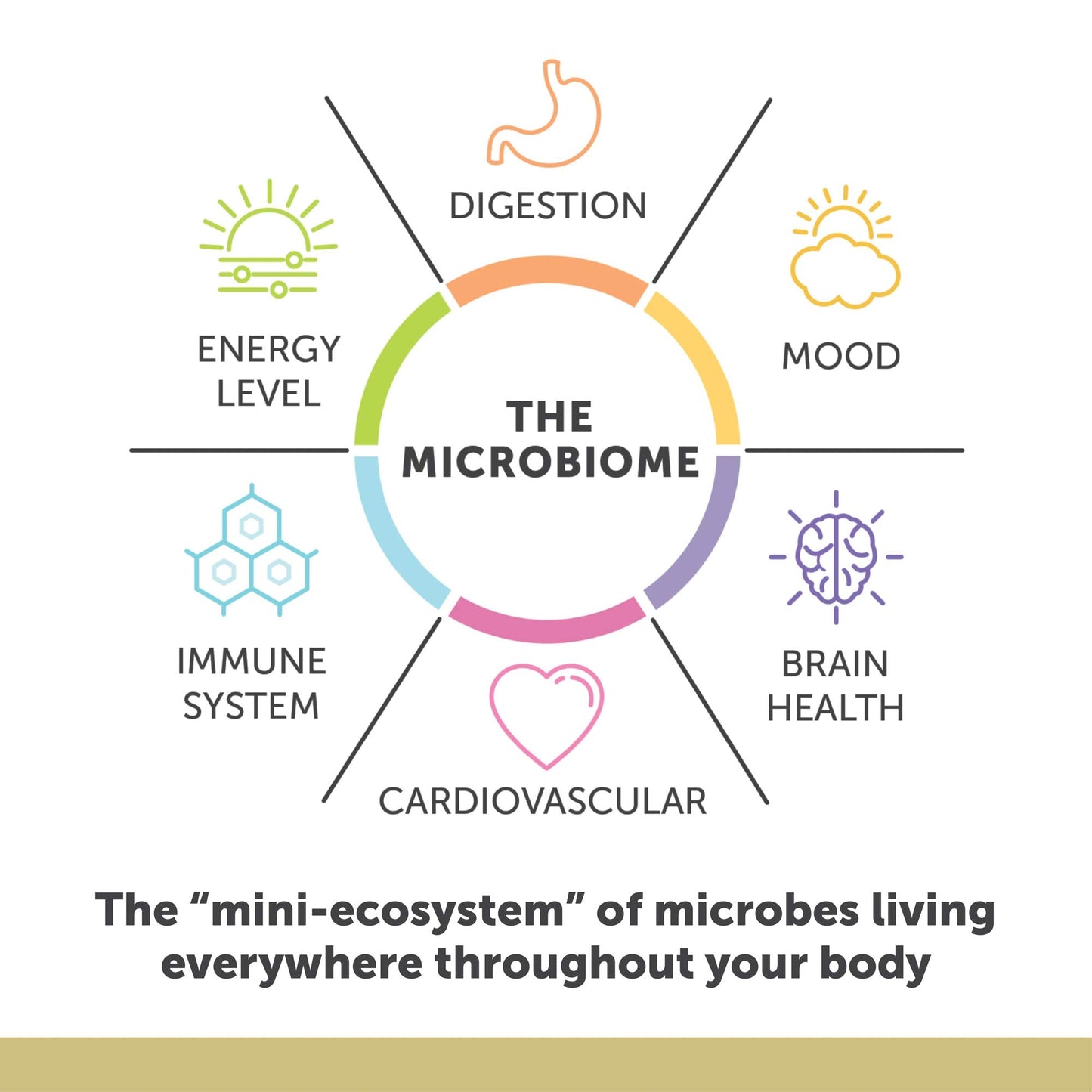 Authentic Enzymedica maximum strength fish oil bottle displaying EPA DHA and DPA ingredients for microbiome health