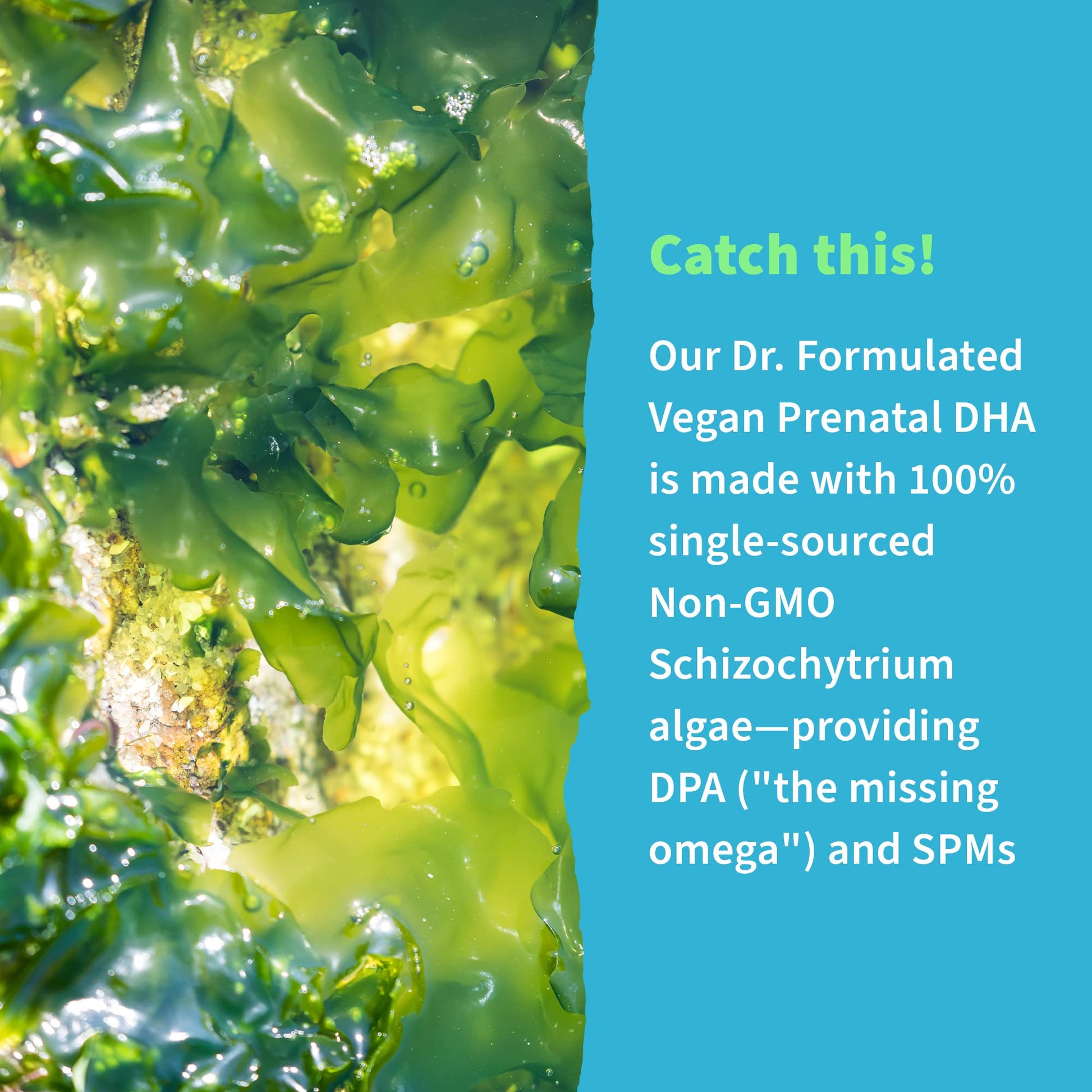 Premium packaging of Garden of Life Dr Formulated clean prenatal vegan supplements