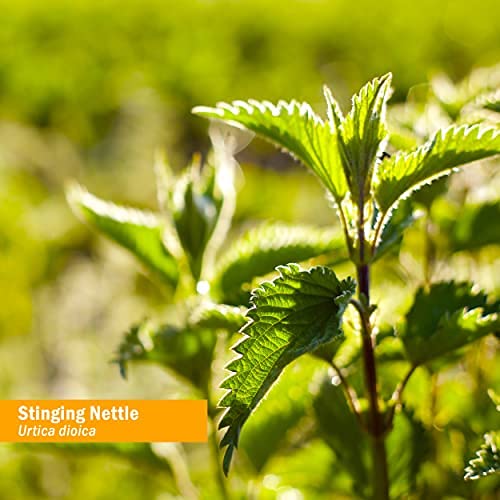 Herb Pharm Stinging Nettle 1 fluid ounce bottle scale