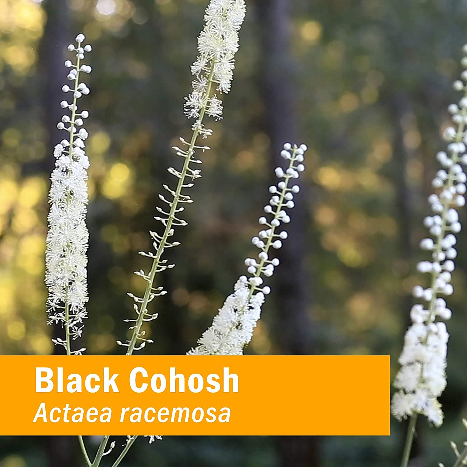 Herb Pharm Certified Organic Black Cohosh supplement for natural menopause and PMS relief