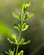 Herb Pharm St. John's Wort side view with ingredient list