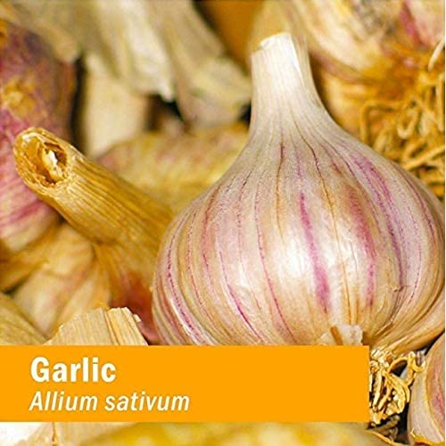 Gluten free and non GMO authentic Herb Pharm garlic supplement bottle side profile