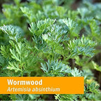 Natural Artemisia absinthium digestive supplement bottle