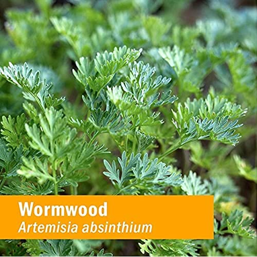 Natural Artemisia absinthium digestive supplement bottle