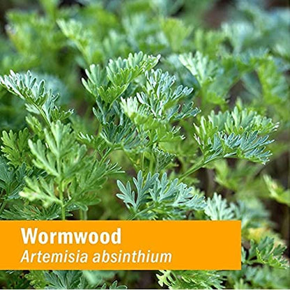 Natural Artemisia absinthium digestive supplement bottle