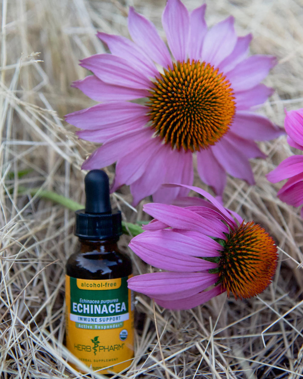 Side view of organic echinacea root extract bottle with ingredients